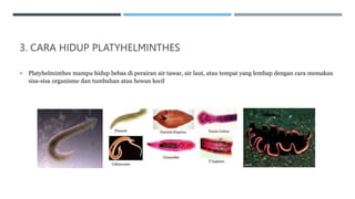 3. CARA HIDUP PLATYHELMINTHES
 Platyhelminthes mampu hidup bebas di perairan air tawar, air laut, atau tempat yang lembap dengan cara memakan
sisa-sisa organisme dan tumbuhan atau hewan kecil
 
