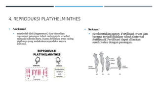 4. REPRODUKSI PLATYHELMINTHES
 Aseksual
 membelah diri (fragmentasi) dan ekmudian
regenerasi potongan tubuh cacing pipih tersebut
menjadi individu baru. Hanya beberapa jenis cacing
pipih saja yang melakukan reproduksi secara
aseksual.
 Seksual
 pembentukan gamet. Fertilisasi ovum dan
sperma terjadi didalam tubuh (internal
fertilisasi). Fertilisasi dapat dilaukan
sendiri atau dengan pasangan.
 