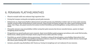 6. PERANAN PLATYHELMINTHES
 Planaria menjadi salah satu makanan bagi organisme lain
 Cacing hati maupun cacing pita merupakan parasit pada manusia:
 Schistosoma sp, dapat menyebabkan skistosomiasis penyakit parasit yang ditularkan melalui siput air tawar pada manusia.
Apabila cacing tersebut berkembang di tubuh manusia, dapat terjadi kerusakan jaringan dan organ seperti kandung kemih,
ureter, hati, limpa, dan ginjal manusia.Kerusakan tersebut disebabkan perkembangbiakan cacing schistosoma di dalam
tubuh.
 Clonorchis sinensis yang menyebabkan infeksi cacing hati pada manusia dan hewan mamalia lainnya, spesies ini dapat
menghisap darah manusia.
 Paragonimus sp, parasit pada paru-paru manusia. dapat menyebabkan gejala gangguan pernafasan yaitu sesak bila bernafas,
batuk kronis, dahak/sputum becampur darah yang berwarna coklat (ada telur cacing).
 Fasciolisis sp, parasit di dalam saluran pencernaan. Terjadinya radang di daerah gigitan, menyebabkan hipersekresi dari
lapisan mukosa usus sehingga menyebabkan hambatan makanan yang lewat. Sebagai akibatnya adalah ulserasi, haemoragik
dan absces pada dinding usus. Terjadi gejala diare kronis.
 Aeniasis, penyakit yang disebabkan oleh Taenia sp. Cacing ini menghisap sari-sari makanan di usus manusia.
 