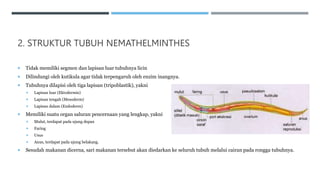 2. STRUKTUR TUBUH NEMATHELMINTHES
 Tidak memiliki segmen dan lapisan luar tubuhnya licin
 Dilindungi oleh kutikula agar tidak terpengaruh oleh enzim inangnya.
 Tubuhnya dilapisi oleh tiga lapisan (tripoblastik), yakni
 Lapisan luar (Ektodermis)
 Lapisan tengah (Mesoderm)
 Lapisan dalam (Endoderm)
 Memiliki suatu organ saluran pencernaan yang lengkap, yakni
 Mulut, terdapat pada ujung depan
 Faring
 Usus
 Anus, terdapat pada ujung belakang.
 Sesudah makanan dicerna, sari makanan tersebut akan diedarkan ke seluruh tubuh melalui cairan pada rongga tubuhnya.
 