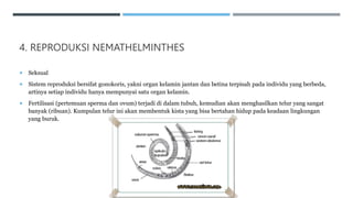 4. REPRODUKSI NEMATHELMINTHES
 Seksual
 Sistem reproduksi bersifat gonokoris, yakni organ kelamin jantan dan betina terpisah pada individu yang berbeda,
artinya setiap individu hanya mempunyai satu organ kelamin.
 Fertilisasi (pertemuan sperma dan ovum) terjadi di dalam tubuh, kemudian akan menghasilkan telur yang sangat
banyak (ribuan). Kumpulan telur ini akan membentuk kista yang bisa bertahan hidup pada keadaan lingkungan
yang buruk.
 