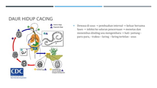 DAUR HIDUP CACING
 Dewasa di usus → pembuahan internal → keluar bersama
fases → infeksi ke saluran pencernaan → menetas dan
menembus dinding usu mengembara → hati- jantung -
paru-paru, - trakea – laring – faring tertelan - usus
 