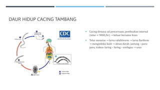 DAUR HIDUP CACING TAMBANG
 Cacing dewasa sal pencernaan, pembuahan internal
(telur = 9000/hr) → keluar bersama feses
 Telur menetas → larva rabditivorm → larva flariform
→ menginfeksi kulit → aliran darah: jantung – paru-
paru, trakea- laring – faring – esofagus → usus
 