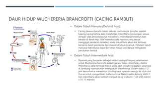 DAUR HIDUP WUCHERERIA BRANCROFTI (CACING RAMBUT)
 Dalam Tubuh Manusia (Definitif host):
 Cacing dewasa berada dalam saluran dan kelenjar lymphe, setelah
kawing cacing betina akan melahirkan mikrofilaria (ovovivipar) sesuai
dengan sifat periodisitasnya mikrofilaria-mikrofilaria tersebut akan
berada di darah tepi. Bila kebetulan ada nyamuk yang sesuai
menggigit penderita tersebut, maka mikrofilaria akan ikut terhisap
bersama darah penderita dan masuk ke tubuh nyamuk. Didalam tubuh
manusia mikrofilaria dapat bertahan hidup lama tanpa mengalami
perubahan bentuk.
 Dalam Tubuh Intermediate host:
 Nyamuk yang berperan sebagai vector biologis/hospes perantaraan
untuk Wuchereria bancrofti adalah genus: Culex, Anopheles, Aedes.
Mikrofilaria yang terhisap masuk pada saat terjadinya gigitan, sesampai
di lambung nyamuk akan melepaskan sheathmnya. Dalam waktu 1-2
jam kemudian ia menembus dinding usus nyamuk menuju ke otot-otot
thorax untuk mengadakan metamorfosis. Dalam waktu kurang lebih 2
hari mikrofilaria akan tumbuh menjadi larva stadium I (124-250 mikron
x 10-17 mikron)
 