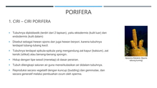 1. CIRI – CIRI PORIFERA
 Tubuhnya diploblastik (terdiri dari 2 lapisan), yaitu ektodermis (kulit luar) dan
endodermis (kulit dalam)
 Disebut sebagai hewan spons dan juga hewan berpori, karena tubuhnya
terdapat lubang-lubang kecil.
 Tubuhnya terdapat spikula-spikula yang mengandung zat kapur (kalsium), zat
kersik (silikat) atau benang-benang spongin.
 Hidup dengan tipe sessil (menetap) di dasar perairan.
 Tubuh dilengkapi saluran air guna mensirkulasikan air didalam tubuhnya.
 Reproduksi secara vegetatif dengan kuncup (budding) dan gemmulae, dan
secara generatif melalui pembuahan ovum oleh sperma.
Aplysina fistularis (Spons
tabung kuning)
PORIFERA
 