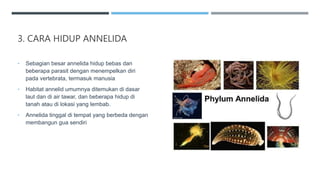 3. CARA HIDUP ANNELIDA
• Sebagian besar annelida hidup bebas dan
beberapa parasit dengan menempelkan diri
pada vertebrata, termasuk manusia
• Habitat annelid umumnya ditemukan di dasar
laut dan di air tawar, dan beberapa hidup di
tanah atau di lokasi yang lembab.
• Annelida tinggal di tempat yang berbeda dengan
membangun gua sendiri
 
