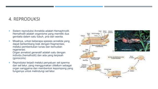 4. REPRODUKSI
 Sistem reproduksi Annelida adalah Hemaphrodit.
Hemafrodit adalah organisme yang memiliki dua
genitalia dalam satu tubuh, pria dan wanita.
 Misalnya, untuk beberapa spesies annelida yang
dapat berkembang biak dengan fragmentasi,
melalui pembentukan tunas dan kemudian
regenerasi.
Organ anneloid generatif adalah satu dengan
individu (hemafrodit) dan ada yang terpisah
(gonocoris)
 Reproduksi terjadi melalui penyatuan sel sperma
dan sel telur, yang menggunakan clitellum sebagai
organ sanggama dan membentuk kepompong yang
fungsinya untuk melindungi sel telur.
 
