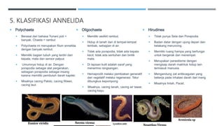 5. KLASIFIKASI ANNELIDA
 Polychaeta
 Berasal dari bahasa Yunani poli =
banyak, Chaeta = rambut
 Polychaeta ini merupakan filum annelida
dengan banyak rambut.
 Memiliki bagian tubuh yang terdiri dari
kepala, mata dan sensor palpus
 Umumnya hidup di air. Dengan
porapodia sebagai alat pergerakan,
sebagian porapodia sebagai insang
karena memiliki pembuluh darah kapiler.
 Misalnya cacing Palolo, cacing Wawo,
cacing laut.
 Oligochaeta
 Memiliki sedikit rambut.
 Hidup di tanah dan di tempat-tempat
lembab, sebagian di air.
 Tidak ada porapodia, tidak ada kepala
kecil, tidak ada sentuhan dan bintik
mata.
 Di lapisan kulit adalah saraf yang
menerima rangsangan.
 Hemaprodit melalui pembiakan generatif
dan vegetatif melalui regenerasi. Telur
dibungkus kepompong
 Misalnya, cacing tanah, cacing air tawar,
cacing kayu.
 Hirudinea
 Tidak punya Seta dan Porapodia
 Badan datar dengan ujung depan dan
belakang meruncing.
 Memiliki ruang hampa yang berfungsi
untuk bergerak dan menempel.
 Merupakan parasitisme dengan
mengisap darah makhluk hidup lain
termasuk manusia.
 Mengandung zat antikoagulan yang
bekerja pada inhalasi darah dari inang
 Misalnya lintah, Pacet.
 