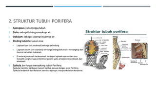 2. STRUKTUR TUBUH PORIFERA
1. Spongosel,yaitu rongga tubuh.
2. Ostia,sebagai lubang masuknya air.
3. Oskulum,sebagai lubang keluarnya air.
4. Dinding tubuhtersusun atas:
 Lapisan luar (sel pinakosit) sebagai pelindung
 Lapisan dalam (sel koanosit) berfungsi mengalirkan air, menangkap dan
mencerna bahan makanan.
 Di antara pinakosit dan koanosit, terdapat lapisan non seluler atau
mesohil yang berupa protein bergelatin, yaitu arkeosit, skleroblast, dan
amebosit.
5. Spikula,berfungsi menyokong tubuh Porifera.
Spikula memiliki berbagai macam bentuk, sesuai dengan jenis Porifera.
Spikula terbentuk dari kalsium, serabut spongin, maupun kalsium karbonat.
 