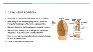 3. CARA HIDUP PORIFERA
 Menempel di karang atau pada dasar perairan (sessil)
 Memakan partikel makanan yang terbawa dalam air
(rempahan kecil daging, fitoplankton, zooplankton)
 Makanan ditangkap oleh flagel yang terdapat di koanosit
 Makanan yang ditangkap akan mengalami fogositosis
atau ditelan masuk ke dalam sel untuk dicerna
 Hasil pencernaanmenuju sel amebosit untuk disebarkan
ke seluruh bagian tubuh
 Aliran air keluar melalui oskulum
 