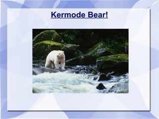 Kermode Bear! 