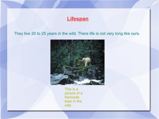Lifespan They live 20 to 25 years in the wild. There life is not very long like ours. This is a picture of a Kermode bear in the wild. 