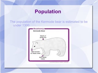 Population The population of the Kermode bear is estimated to be under 1300. 
