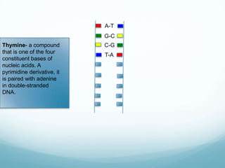 A-T
G-C
Thymine- a compound
that is one of the four
constituent bases of
nucleic acids. A
pyrimidine derivative, it
is paired with adenine
in double-stranded
DNA.

C-G

T-A

 
