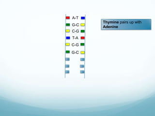 A-T
G-C
C-G

T-A
C-G
G-C

Thymine pairs up with
Adenine

 