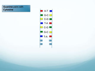 Guanine pairs with
Cytosine

A-T
G-C
C-G

T-A
C-G
G-C
T-A

 
