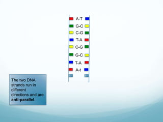 A-T
G-C
C-G

T-A
C-G
G-C
T-A

A-t
The two DNA
strands run in
different
directions and are
anti-parallel.

 