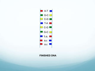 A-T
G-C
C-G

T-A
C-G
G-C
T-A

A-t
A-t

FINISHED DNA

 