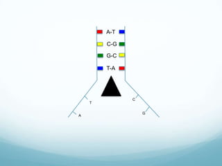A-T
C-G

G-C
T-A

T

A

C

G

 