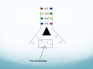 A-T
C-G
G-C
T-A

C

T

A
A

T

G

G

Free Nucleotides

C

 