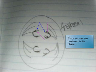 Chromosomes are
combined in this
phase.

 