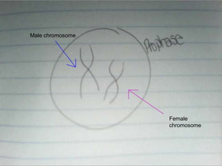Male chromosome

Female
chromosome

 