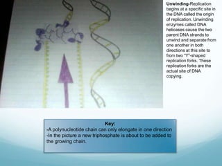 Unwinding-Replication
begins at a specific site in
the DNA called the origin
of replication. Unwinding
enzymes called DNA
helicases cause the two
parent DNA strands to
unwind and separate from
one another in both
directions at this site to
from two “Y”-shaped
replication forks. These
replication forks are the
actual site of DNA
copying.

Key:
-A polynucleotide chain can only elongate in one direction
-In the picture a new triphosphate is about to be added to
the growing chain.

 