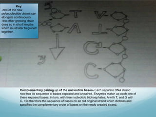 Key:
-one of the new
polynucleotide chains can
elongate continuously.
-the other growing chain
does so in short lengths
which must later be joined
together.

Complementary pairing up of the nucleotide bases- Each separate DNA strand
now has its sequence of bases exposed and unpaired. Enzymes match up each one of
these exposed bases, in turn, with free nucleotide triphosphates; A with T, and G with
C. It is therefore the sequence of bases on an old original strand which dictates and
specifies the complementary order of bases on the newly created strand.

 