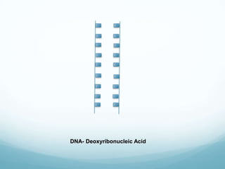 DNA- Deoxyribonucleic Acid

 