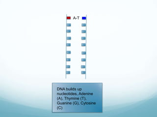 A-T

DNA builds up
nucleotides, Adenine
(A), Thymine (T),
Guanine (G), Cytosine
(C)

 