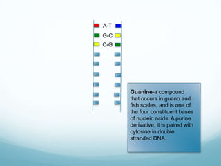 A-T
G-C
C-G

Guanine-a compound
that occurs in guano and
fish scales, and is one of
the four constituent bases
of nucleic acids. A purine
derivative, it is paired with
cytosine in double
stranded DNA.

 