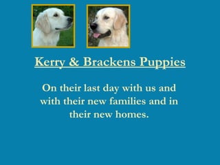 Kerry & Brackens Puppies On their last day with us and with their new families and in their new homes. 