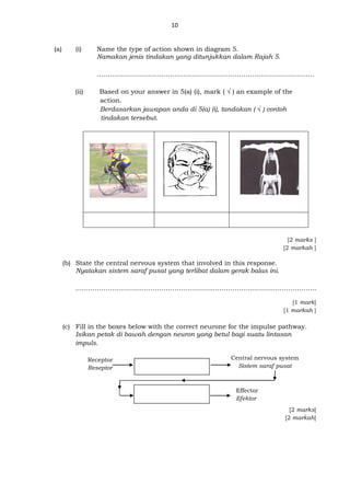 10
(a) (i) Name the type of action shown in diagram 5.
Namakan jenis tindakan yang ditunjukkan dalam Rajah 5.
……………………………………………………………………………………..…
(ii) Based on your answer in 5(a) (i), mark ( √ ) an example of the
action.
Berdasarkan jawapan anda di 5(a) (i), tandakan ( √ ) contoh
tindakan tersebut.
[2 marks ]
[2 markah ]
(b) State the central nervous system that involved in this response.
Nyatakan sistem saraf pusat yang terlibat dalam gerak balas ini.
……..………………………………………………...………………………………………..
[1 mark]
[1 markah ]
(c) Fill in the boxes below with the correct neurone for the impulse pathway.
Isikan petak di bawah dengan neuron yang betul bagi suatu lintasan
impuls.
[2 marks]
[2 markah]
Effector
Efektor
Receptor
Reseptor
Central nervous system
Sistem saraf pusat
 
