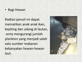 • Bagi Hewan

Radiasi penuh ini dapat
mematikan anak anak ikan,
kepiting dan udang di lautan,
 serta mengurangi jumlah
plankton yang menjadi salah
satu sumber makanan
kebanyakan hewan-hewan
laut.
 