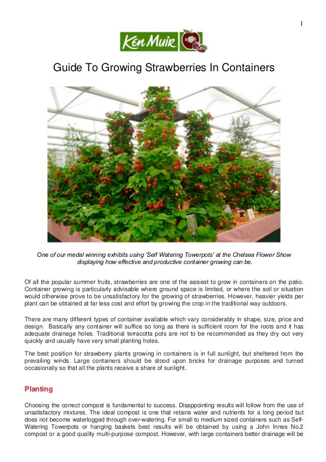 guide to growing strawberries