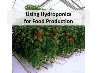 Using Hydroponics
for Food Production
 