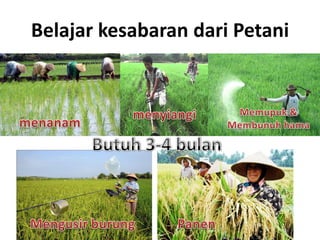 Belajar kesabaran dari Petani