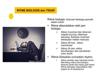 RITME BIOLOGIS dan TIDUR
Ritme biologis: fluktuasi fisiologis periodik
dalam tubuh
 Ritme dikendalikan oleh jam
biologis:
 Siklus musiman dan tahunan:
migrasi burung, hibernasi
beruang, fluktuasi musiman
kebiasaan makan manusia
 Siklus 28 hari : siklus
menstruasi
 Siklus 24 jam: siklus
tidur/bangun dan perubahan
suhu tubuh
 Ritme Sirkadian (circadian rhytm):
 Siklus perilaku atau fisiologis harian.
Mencakup siklus tidur/bangun,
tekanan darah dan kadar gula darah.
Ritme Sirkadian dikendalikan oleh
bagian ttu di hipotalamus
 
