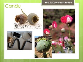 Candu
Bab 2: Koordinasi Badan
 