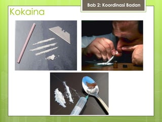 Kokaina
Bab 2: Koordinasi Badan
 