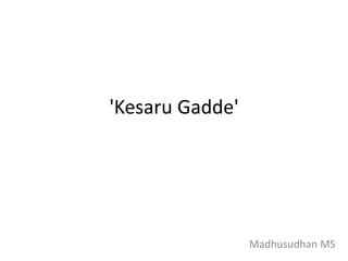 'Kesaru Gadde'
Madhusudhan MS
 