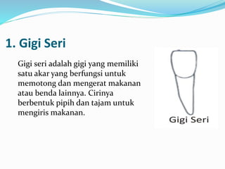 1. Gigi Seri
Gigi seri adalah gigi yang memiliki
satu akar yang berfungsi untuk
memotong dan mengerat makanan
atau benda lainnya. Cirinya
berbentuk pipih dan tajam untuk
mengiris makanan.
 