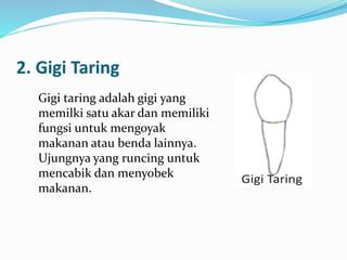 2. Gigi Taring
Gigi taring adalah gigi yang
memilki satu akar dan memiliki
fungsi untuk mengoyak
makanan atau benda lainnya.
Ujungnya yang runcing untuk
mencabik dan menyobek
makanan.
 