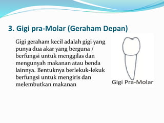 3. Gigi pra-Molar (Geraham Depan)
Gigi geraham kecil adalah gigi yang
punya dua akar yang berguna /
berfungsi untuk menggilas dan
mengunyah makanan atau benda
lainnya. Bentuknya berlekuk-lekuk
berfungsi untuk mengiris dan
melembutkan makanan
 