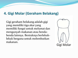4. Gigi Molar (Geraham Belakang)
Gigi geraham belakang adalah gigi
yang memiliki tiga akar yang
memiliki fungsi untuk melumat dan
mengunyah makanan atau benda-
benda lainnya. Bentuknya berlekuk-
lekuk berguna untuk melembutkan
makanan.
 