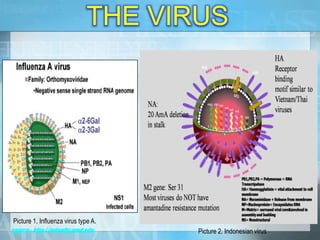 source: http://avianflu.umd.edu
THE VIRUS
Picture 2. Indonesian virus
Picture 1. Influenza virus type A.
 