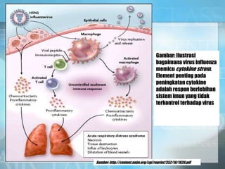 Gambar: Ilustrasi
bagaimana virus influenza
memicu cytokine strom.
Element penting pada
peningkatan cytokine
adalah respon berlebihan
sistem imun yang tidak
terkontrol terhadap virus
Sumber: http://content.nejm.org/cgi/reprint/352/18/1839.pdf
 