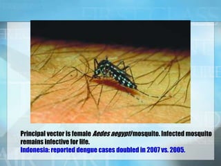 Principal vector is female Aedes aegypti mosquito. Infected mosquito
remains infective for life.
Indonesia: reported dengue cases doubled in 2007 vs. 2005.
 