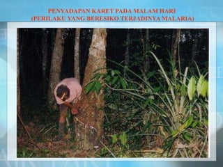 PENYADAPAN KARET PADA MALAM HARI
(PERILAKU YANG BERESIKO TERJADINYA MALARIA)
 