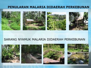 PENULARAN MALARIA DIDAERAH PERKEBUNAN
SARANG NYAMUK MALARIA DIDAERAH PERKEBUNAN
 